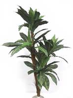 Birdnest Palm
